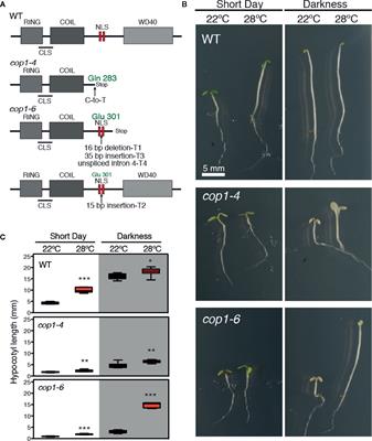 Regulation of COP1 Function by Brassinosteroid Signaling